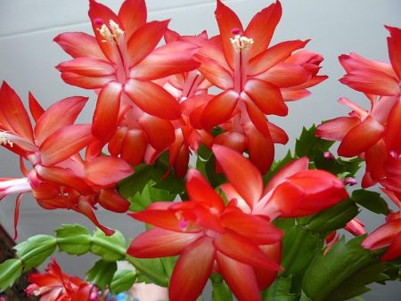 Decembrist flower how to care at home