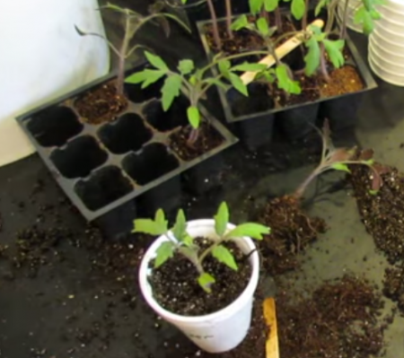 When to plant tomatoes for seedlings in 2017