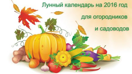 Lunar sowing calendar for gardener 2016
