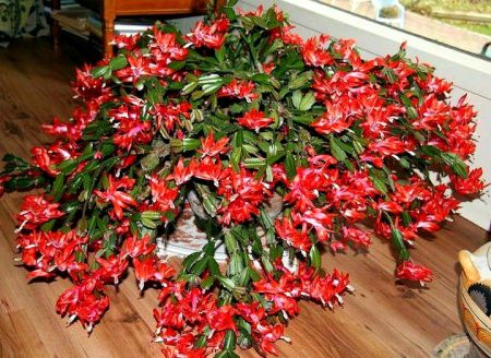 Decembrist flower how to care at home