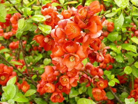 ornamental shrubs for the suburbs