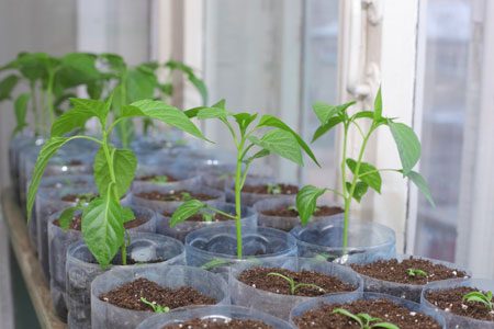 strong seedlings of peppers