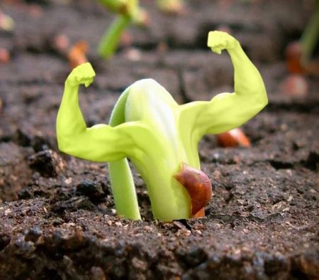 sowing calendar 2016