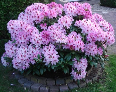 Rhododendrons in the suburbs: landing and care