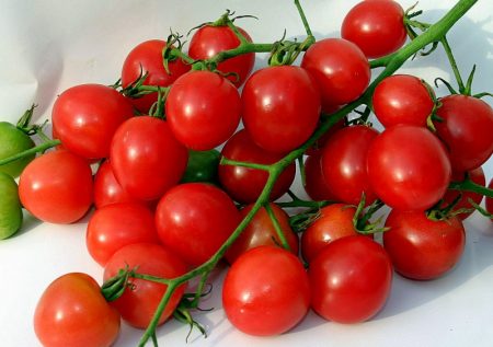 The best varieties of tomatoes