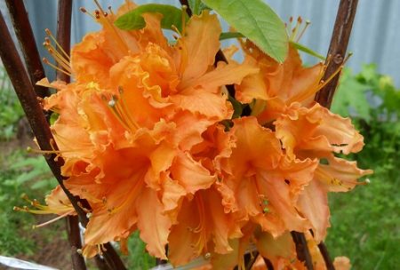 Rhododendrons in the suburbs: landing and care