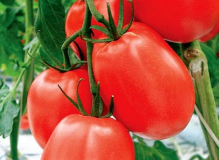 varieties of tomatoes of Siberian selection