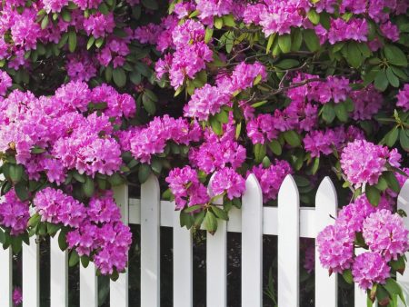 Rhododendrons: frost-resistant varieties