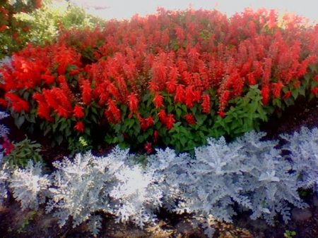 Salvia: fotografija cvijeća, sadnica, kada posaditi