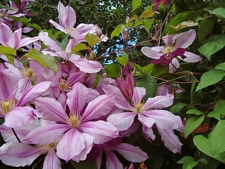 Clematis varieties for Moscow region description