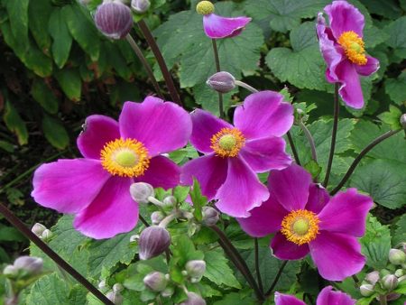 Njega za anemone