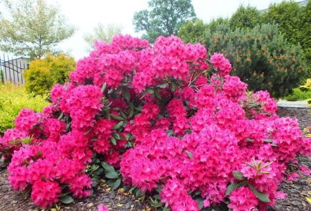 Rhododendrons: frost-resistant varieties