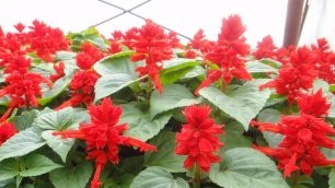 Salvia: fotografija cvijeća, sadnica, kada posaditi