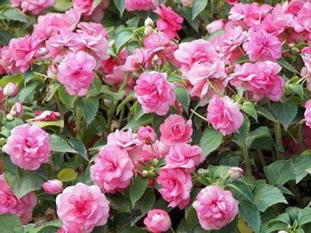 Balsam garden: planting and care, photo