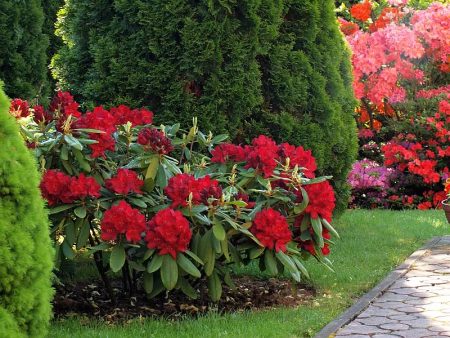 Rhododendrons: frost-resistant varieties