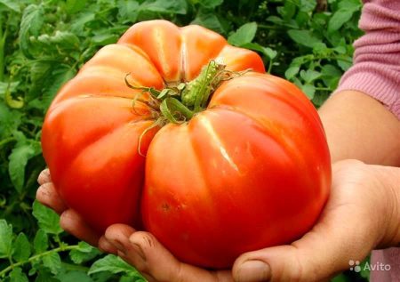 New varieties of tomatoes of Siberian selection for 2016