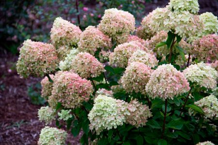 Panicle hydrangea the best grades for Moscow region