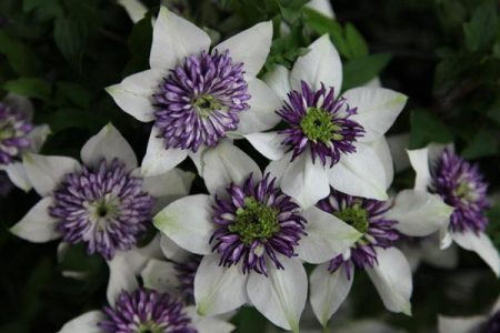 Clematis, varieties for Moscow region: description, photo