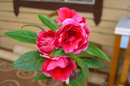 Balsam garden: planting and care, photo