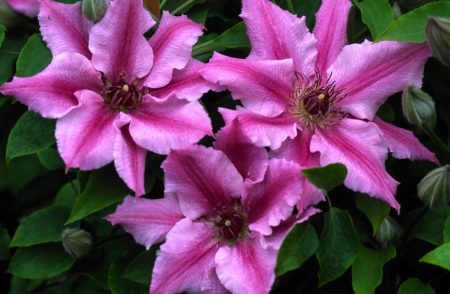 Clematis, varieties for Moscow region: description, photo