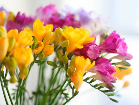 freesia outdoor cultivation and care