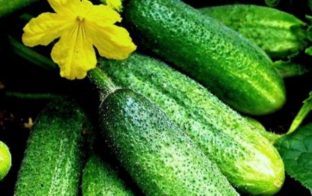 Cucumbers for open ground for Moscow region