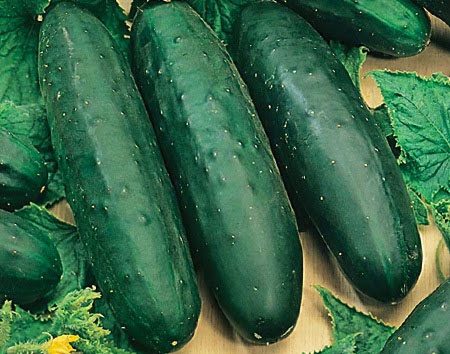 Cucumbers for open ground for Moscow region