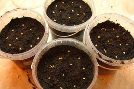 Sowing pepper for seedlings in February 2016