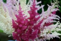 astilba outdoor planting and care