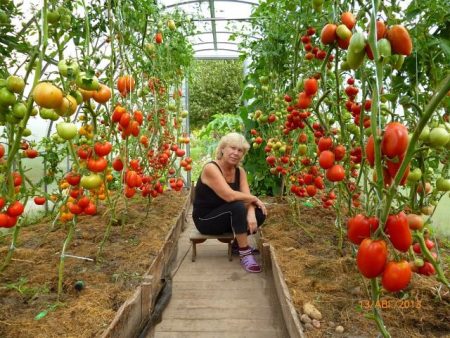 Polycarbonate greenhouse tomatoes