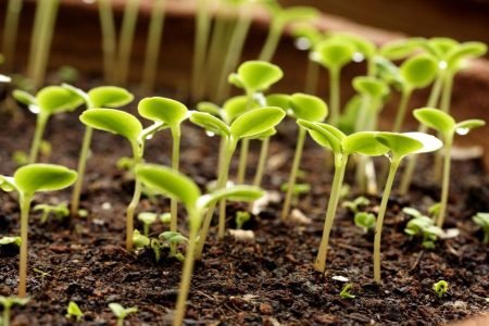 Lunar sowing calendar for the Bryansk region