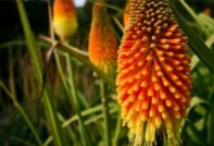 perennial flowers for a summer residence