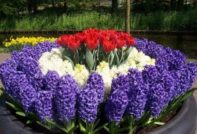 perennial flowers for the garden
