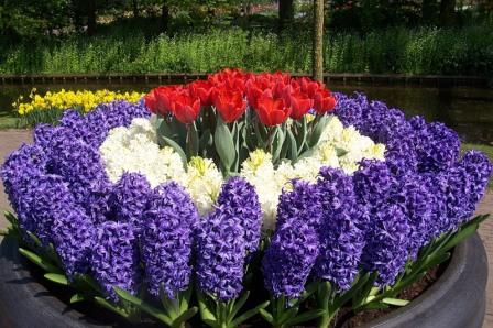 perennial flowers for the garden