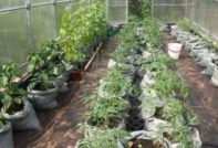 cucumbers, tomatoes and peppers in one greenhouse