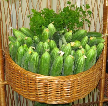 cucumber