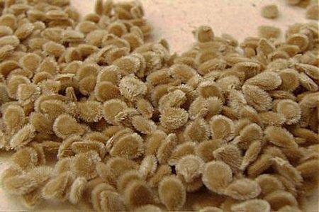 seed preparation