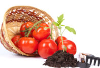 planting tomato for seedlings in 2016