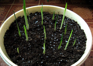 germination