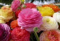 ranunculus planting and care in the open ground