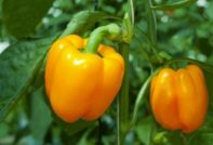varieties of sweet thick-walled pepper for the Moscow region