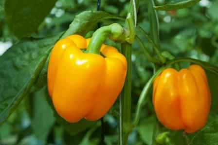 varieties of sweet thick-walled pepper for the Moscow region