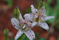 tigridia outdoor planting and care