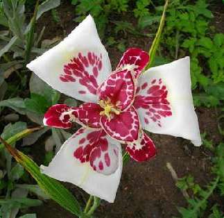 Tigridia