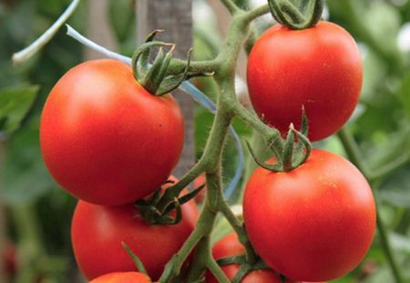 Variety tomato 