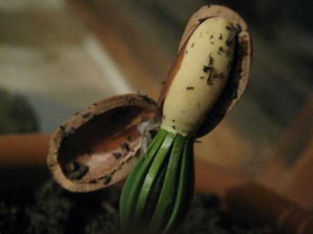 home grown cedar