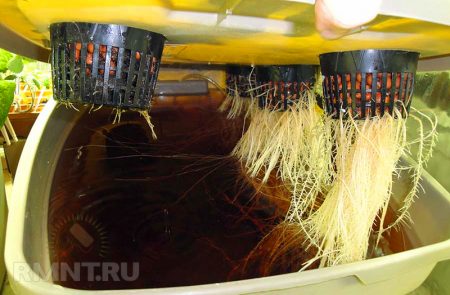 how hydroponics works