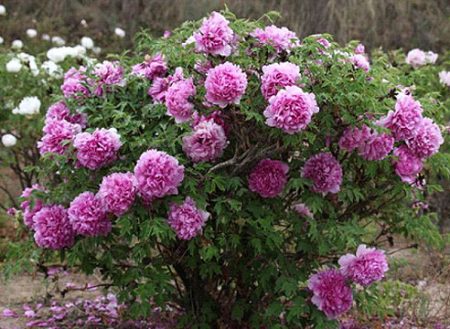 tree peony in the garden