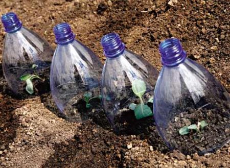 When to plant cauliflower