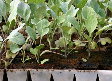 When to plant cauliflower in 2016